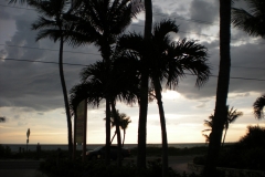 palm-trees-10