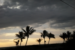 palm-trees-13