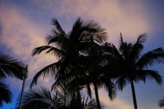 palm-trees-2