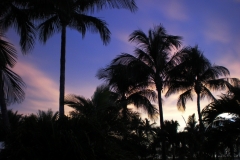 palm-trees-3