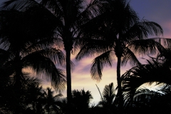 palm-trees-4