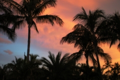 palm-trees-5