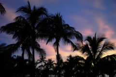 palm-trees-6