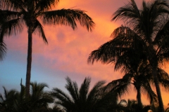 palm-trees-5